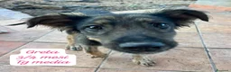 Meticcio cani in regalo: Bellissimi cuccioli in rifugio  a Città Metropolitana di Bologna - Annuncio 5