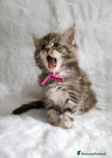 Maine Coon gatti Maine coon m/f - Annuncio 33