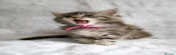 Maine Coon gatti in vendita: Maine coon m/f - Annuncio 4
