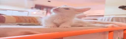 Angora turco gatti in vendita: Splendidi cuccioli di Angora turco - Annuncio 10