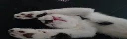 Meticcio gatti in regalo: Ciccio - Annuncio 6