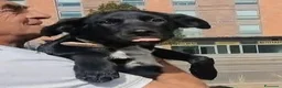 Meticcio cani in regalo: Lulù e Luna cucciole in cerca di adozione a Parma - Annuncio 3