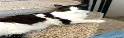 Meticcio gatti in regalo: Tobia tre anni cerca casa - Annuncio 1