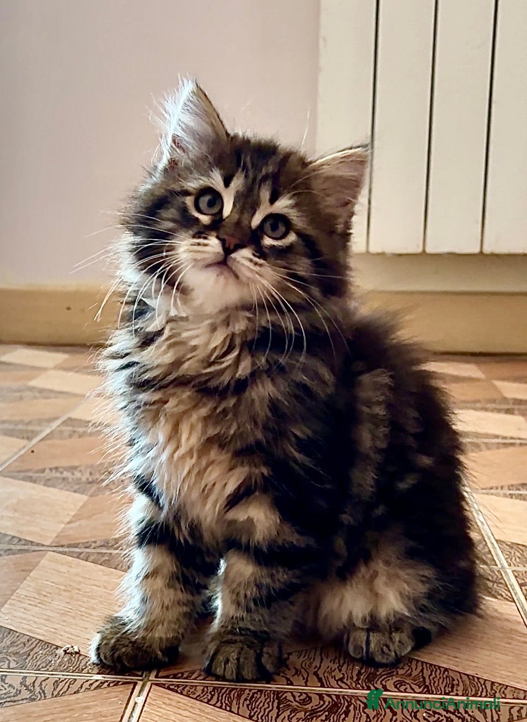 Immagine della galleria {{count}}