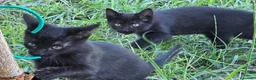 Meticcio gatti in regalo: Cuccioli Gattini a Provincia di Catanzaro - Annuncio 3