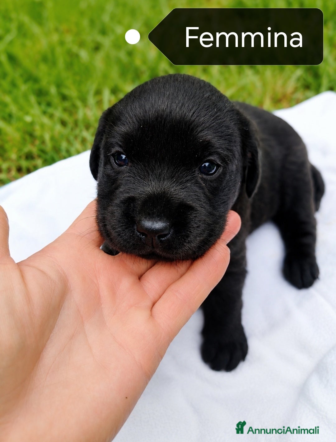 Labrador cani in vendita: Cuccioli Labrador Retriever  - Annuncio 3