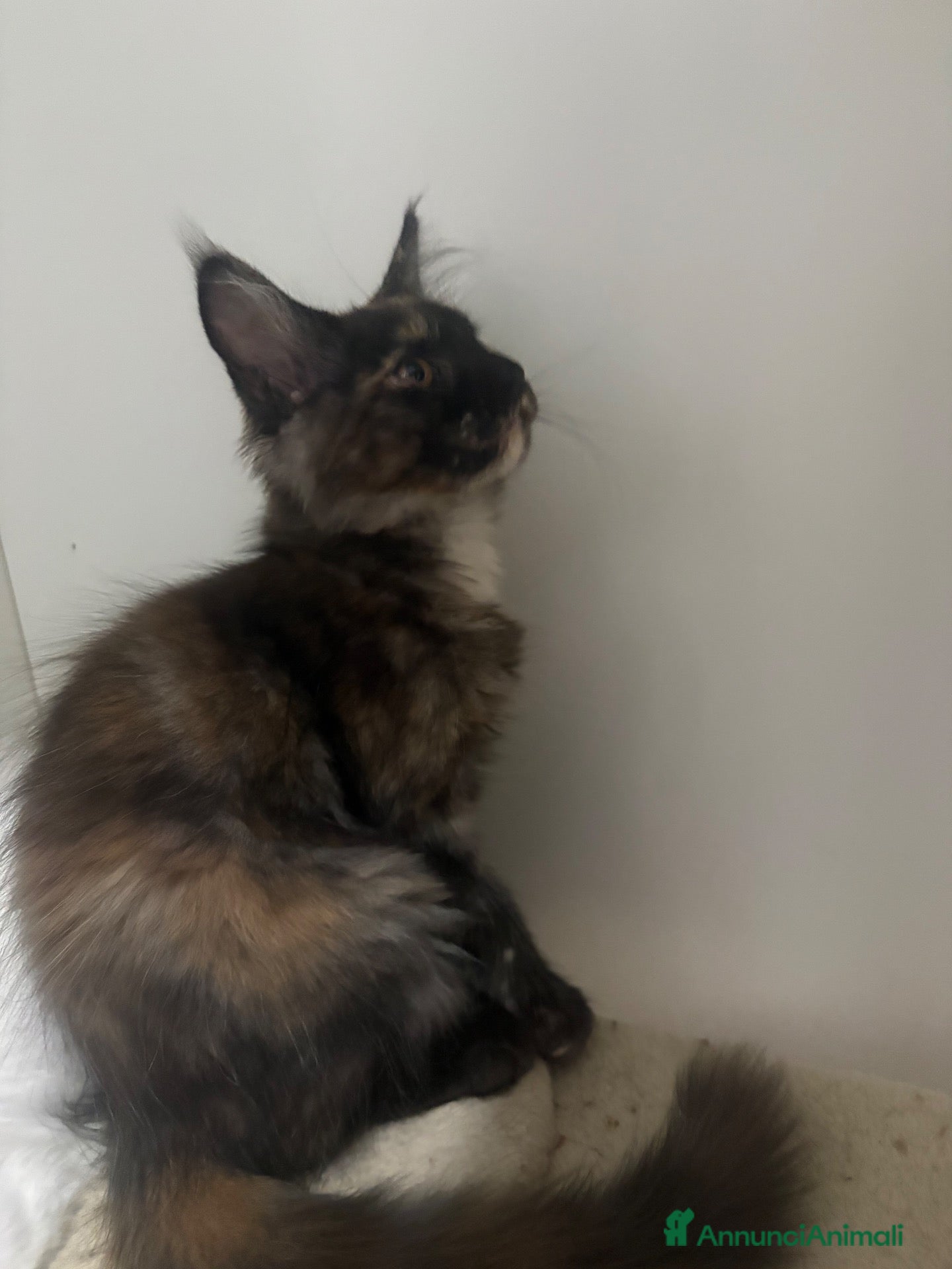 Maine Coon gatti Cucciola Black torty red  - Annuncio 7