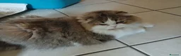Scottish gatti in vendita: Cuccioli Straight/Fold  - Annuncio 1