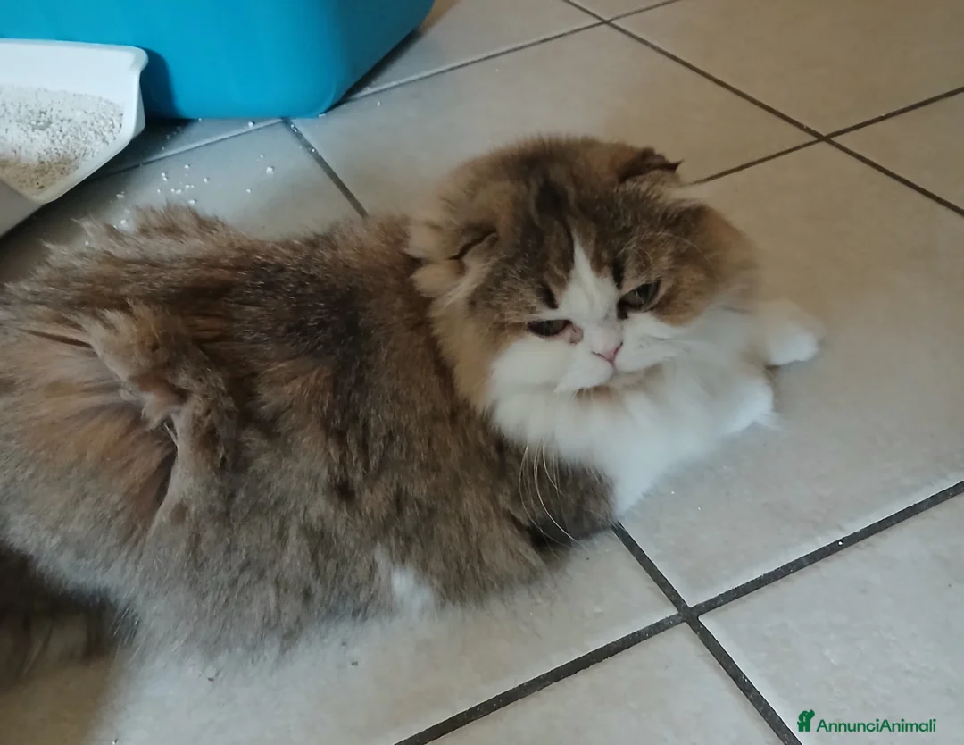 Scottish gatti in vendita: Cuccioli Straight/Fold  - Annuncio 1