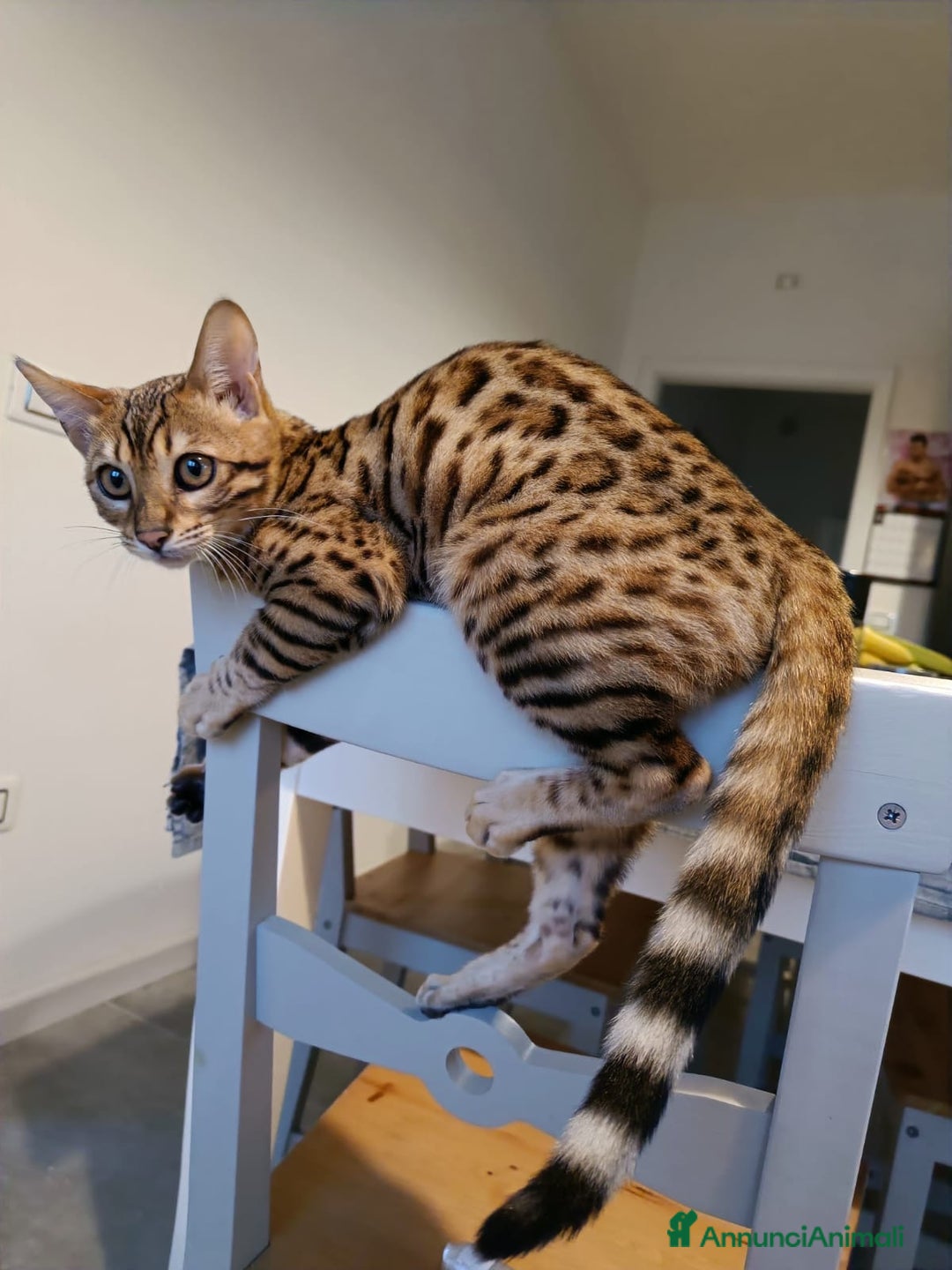 Bengala gatti in vendita: Femmina bengala  - Annuncio 2