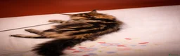 Maine Coon gatti in vendita: Gattina splendita dall'allevamento Mainemarie - Annuncio 9