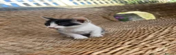 Altre razze gatti in regalo: Regalo Gattino - Annuncio 1