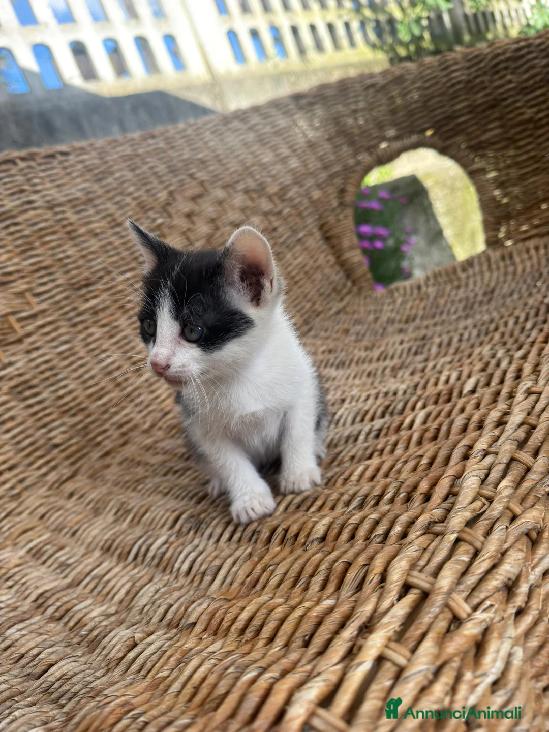 Altre razze gatti in regalo: Regalo Gattino - Annuncio 1
