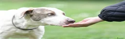 Meticcio cani in regalo: PONY ATTENDE SEMPRE LA SUA RIVINCITA, IN ADOZIONE - Annuncio 4