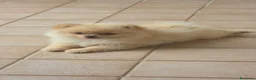 Volpino Pomerania cani in vendita: POMERANIA DUE FEMMINUCCE CREMA CON PEDIGREE - Annuncio 2