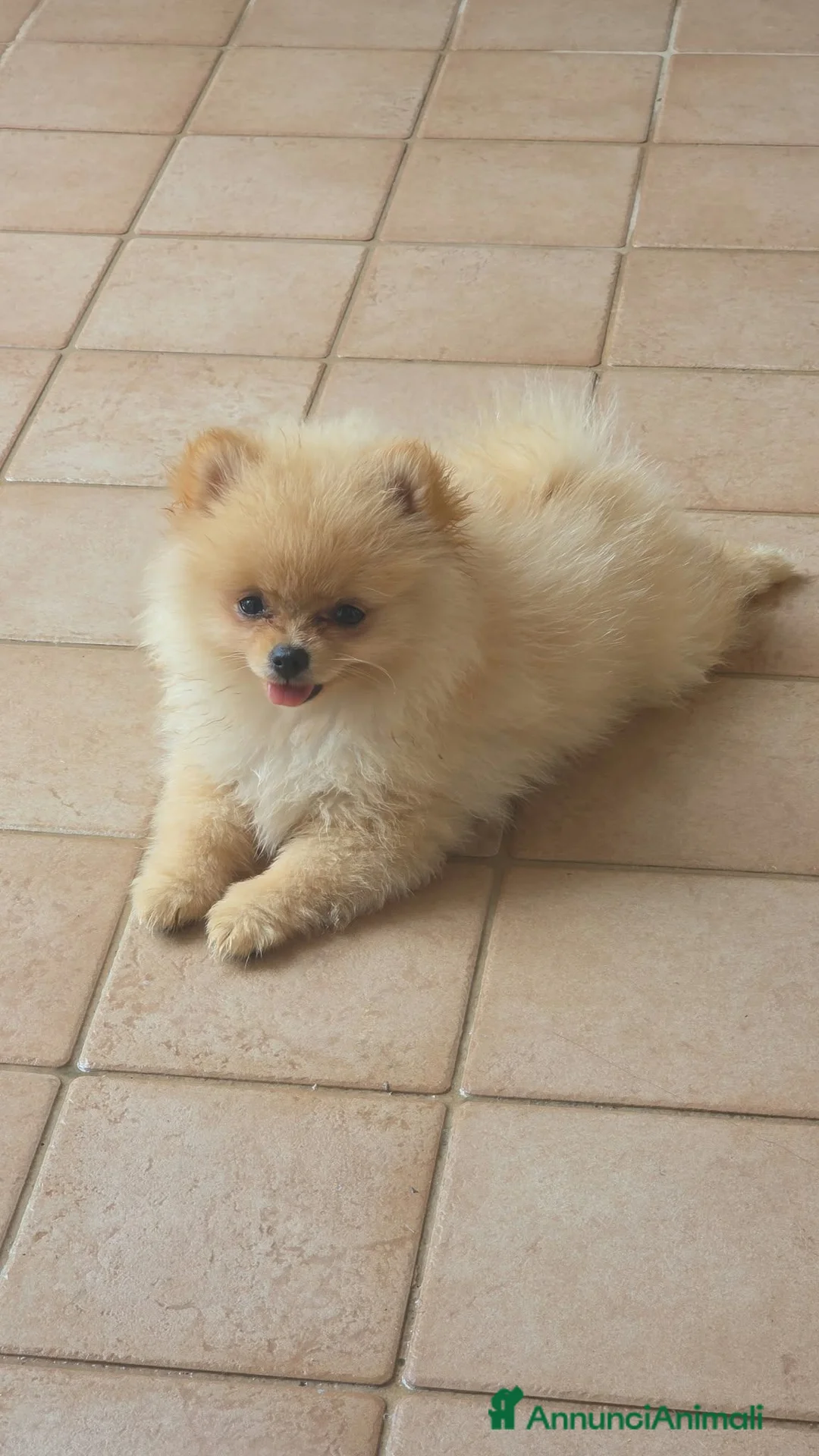 Volpino Pomerania cani in vendita: POMERANIA DUE FEMMINUCCE CREMA CON PEDIGREE - Annuncio 2