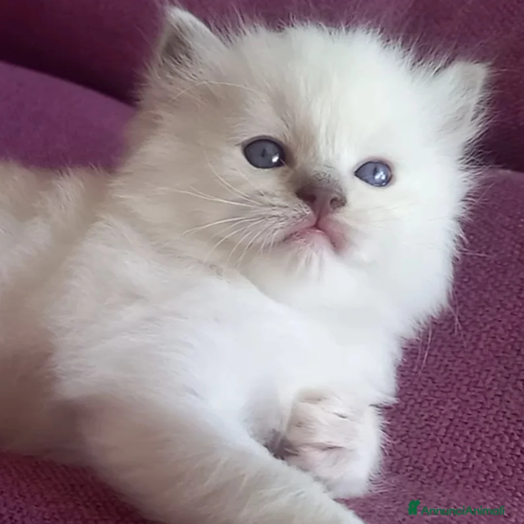 Immagine della galleria {{count}}