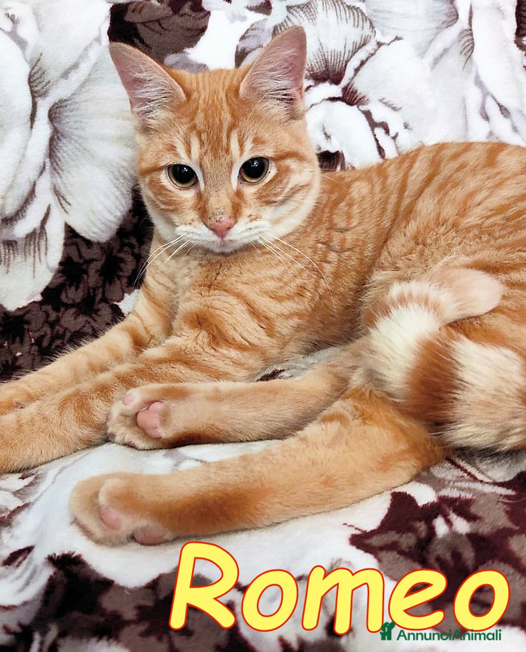 Europeo gatti in regalo: ROMEO UN AMORE DI MICETTO - Annuncio 3