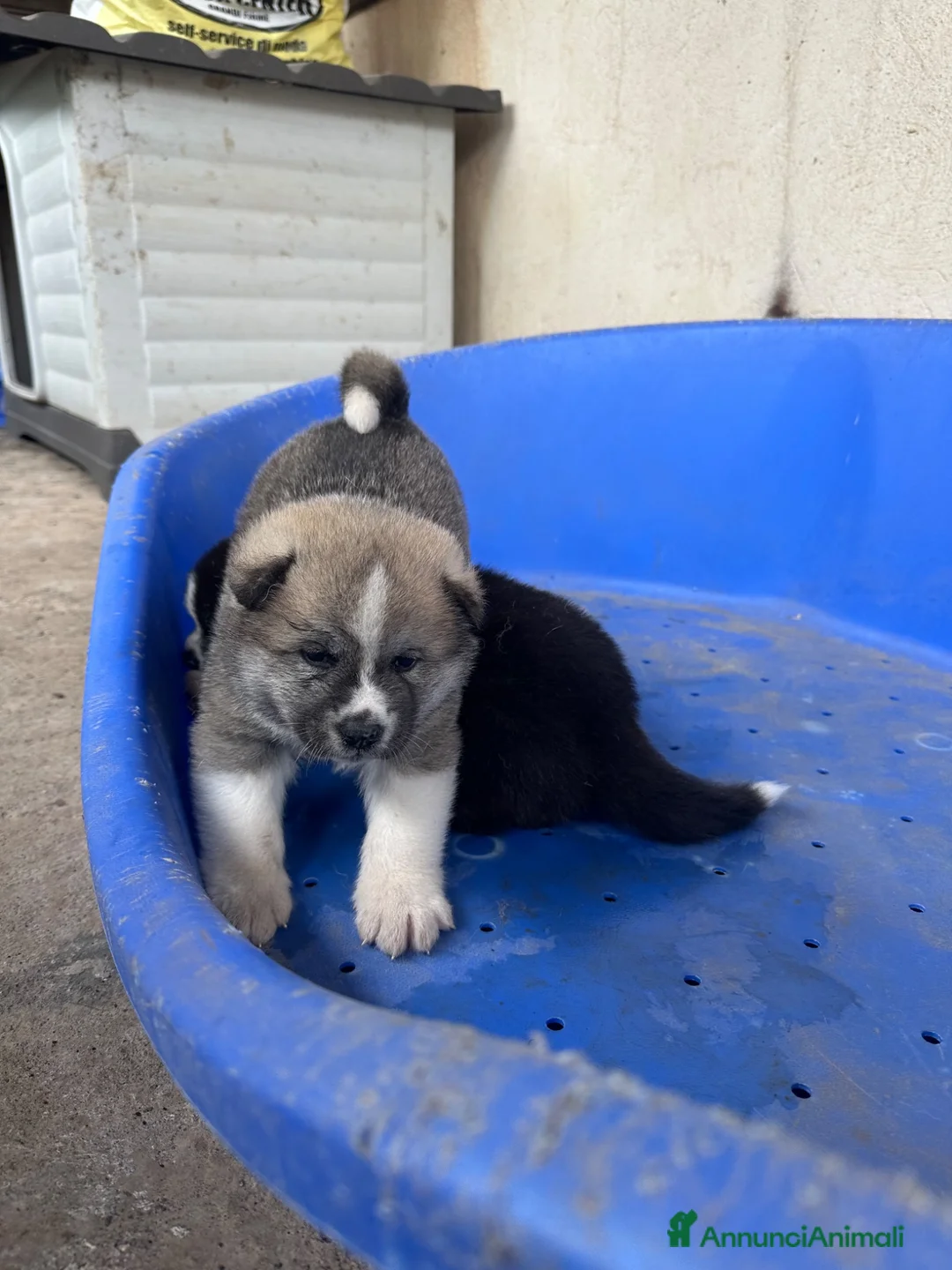 Akita Inu cani in vendita: Akita inu cuccioli  - Annuncio 1