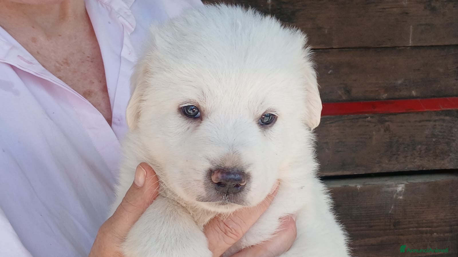 Meticcio cani SONNY IL BELLISSIMO CUCCIOLO CERCA CASA - Annuncio 18