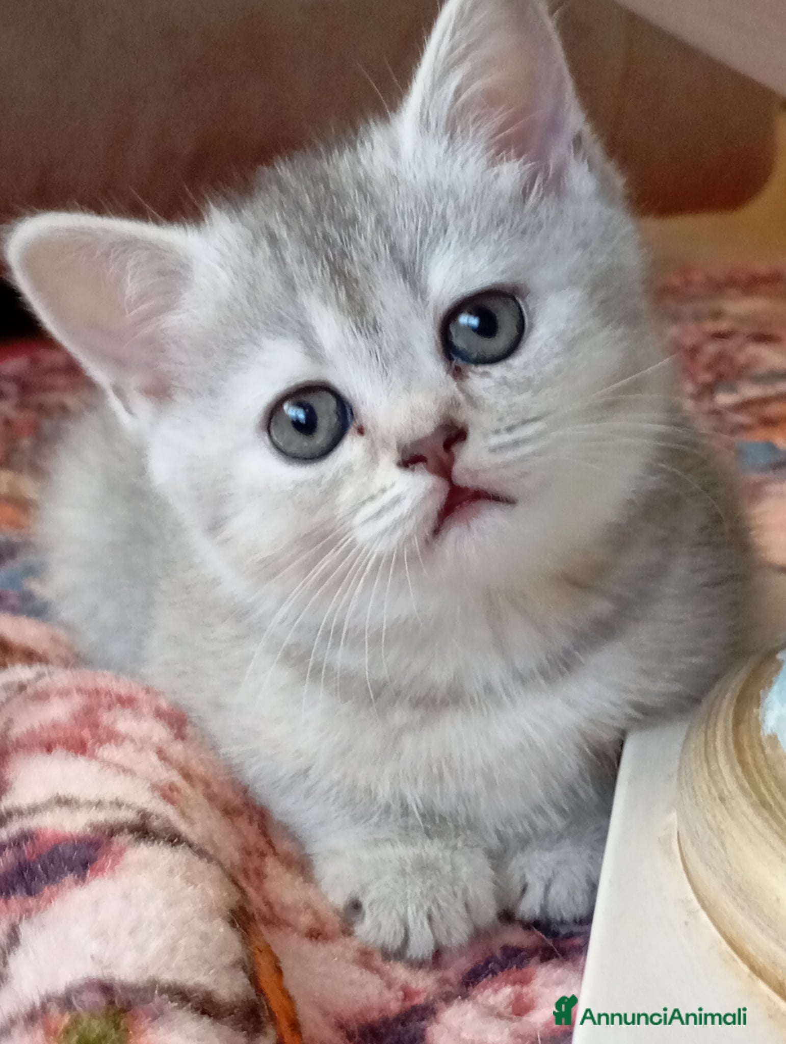 Scottish gatti Cucciola di scottish straight  - Annuncio 7