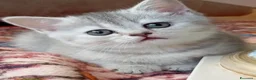 Scottish gatti in vendita: Cucciola di scottish straight  - Annuncio 1