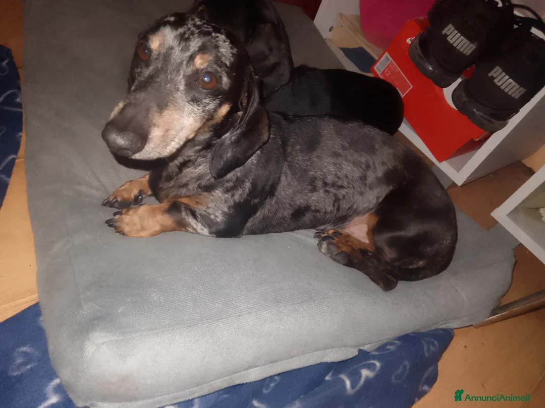 Bassotto cani per accoppiamento: Cerco una fidanzata per accoppiamento  a Città metropolitana di Roma Capitale - Annuncio 2