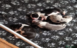 Border Collie cani in vendita: Cuccioli Border Collie a Città Metropolitana di Torino - Immagine 4