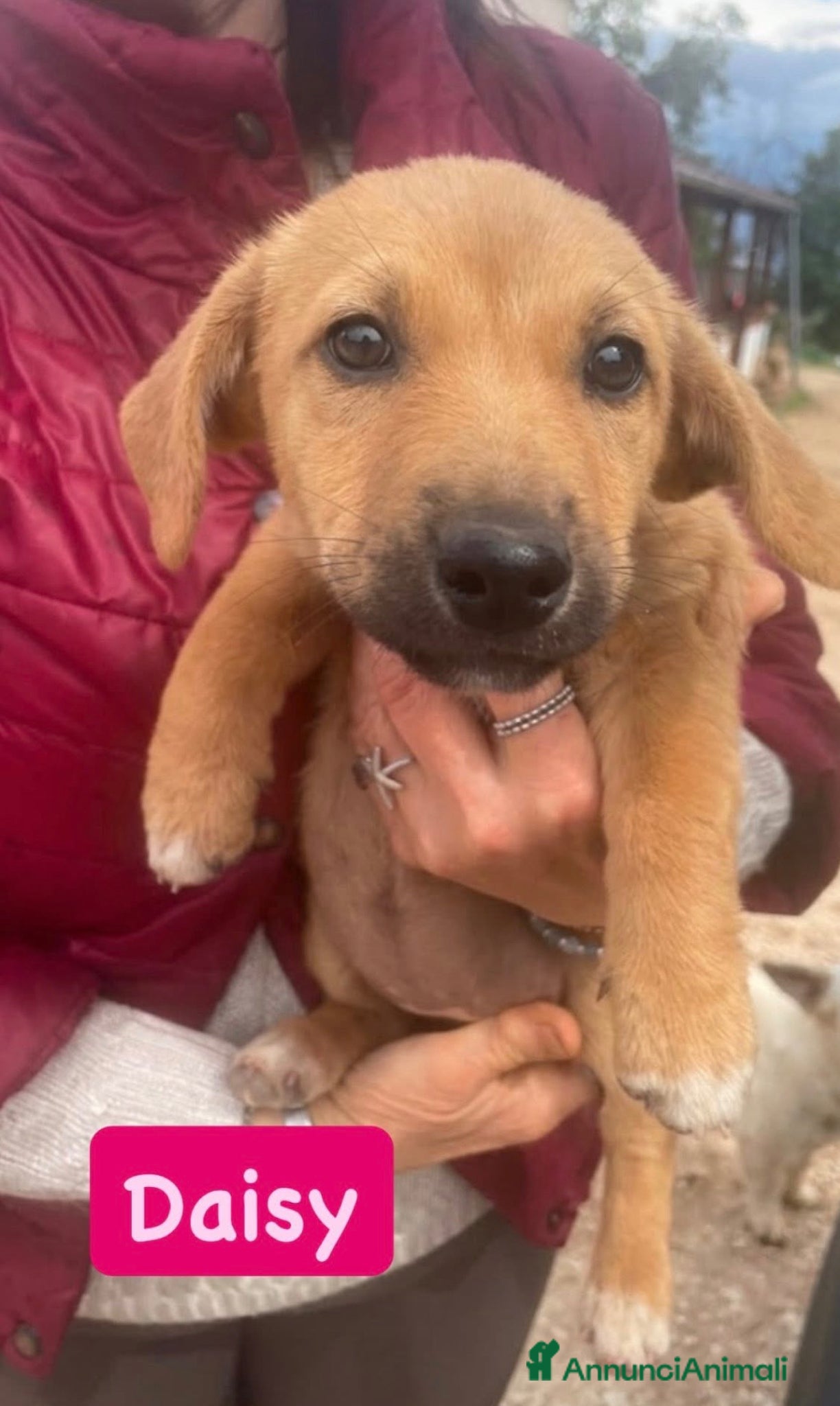 Meticcio cani Daisy dolcissima cucciola taglia medio piccola  - Annuncio 1