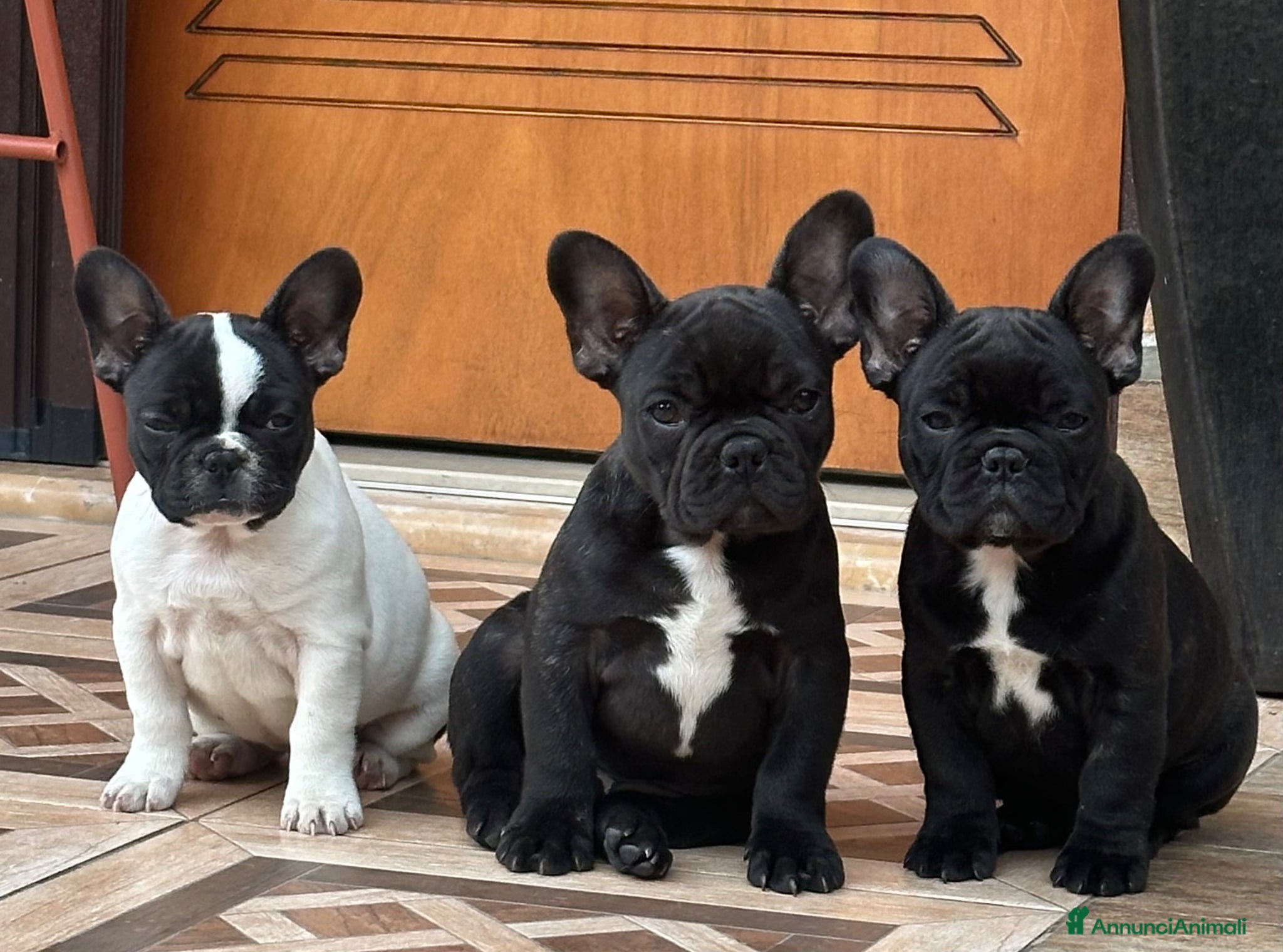Bulldog Francese cani in vendita: Bulldog francesi  - Annuncio 1