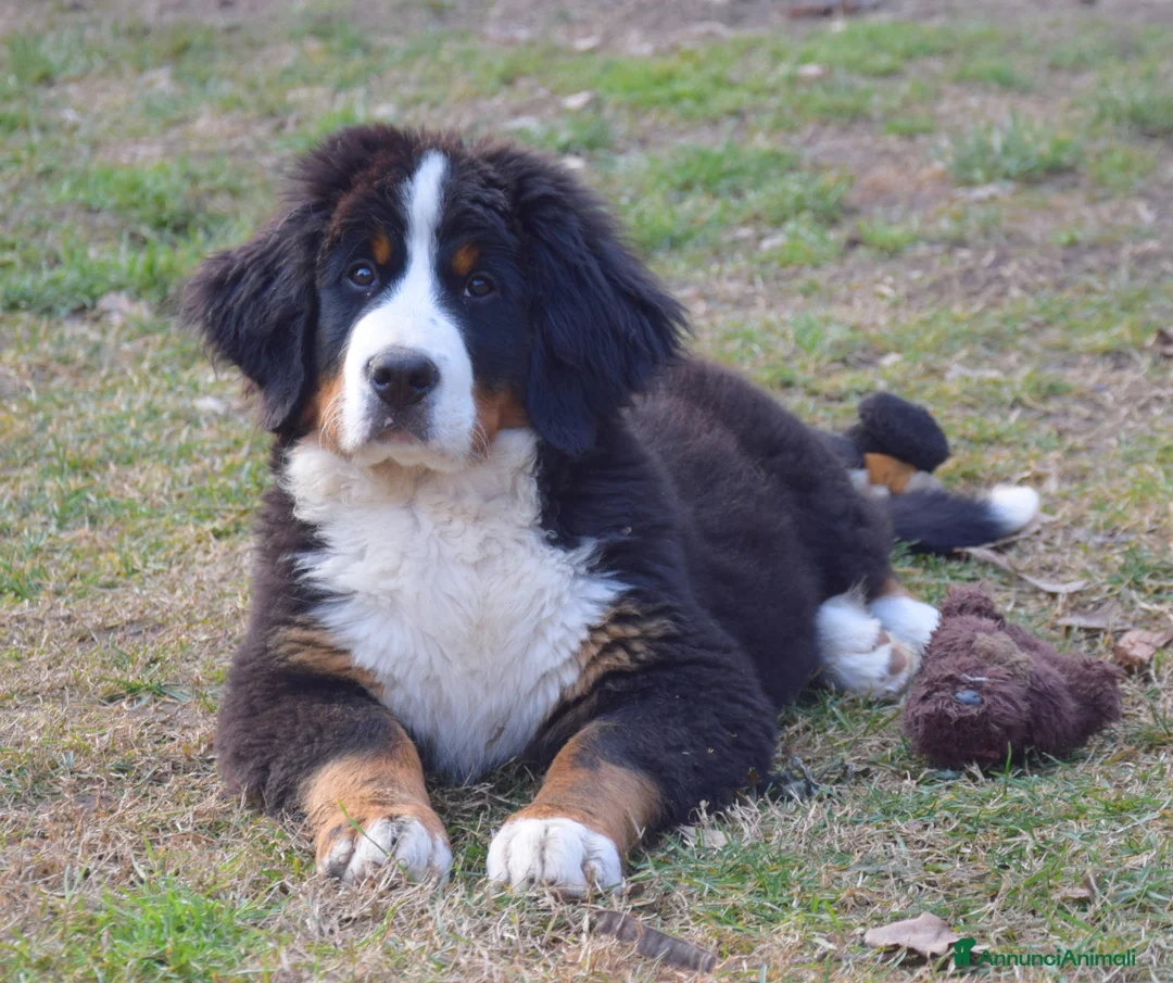 Immagine della galleria {{count}}