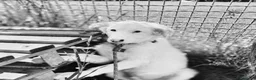 Pastore Maremmano cani in regalo: Romolo & Remo, cuccioli di maremmano a Provincia di Latina - Annuncio 5