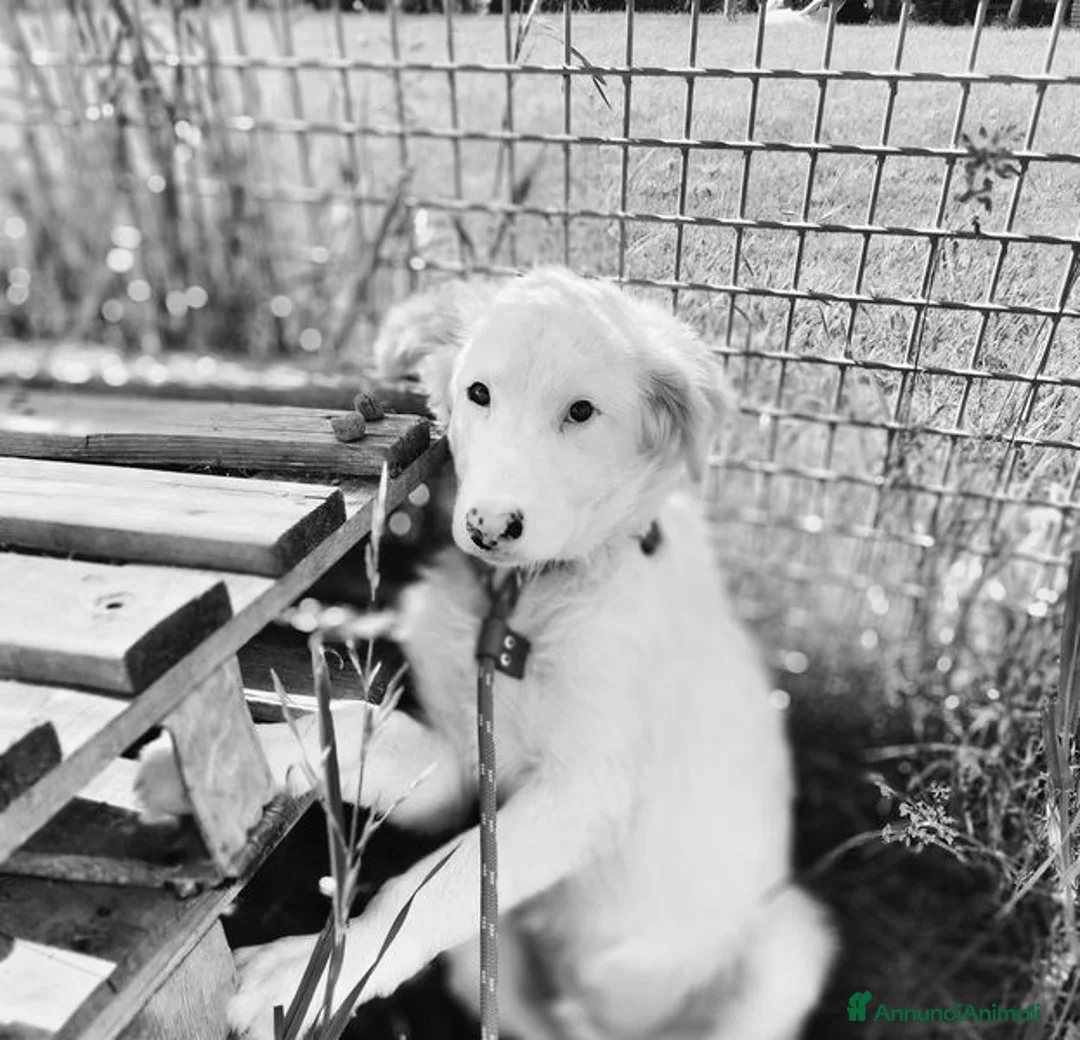 Pastore Maremmano cani in regalo: Romolo & Remo, cuccioli di maremmano a Provincia di Latina - Annuncio 5