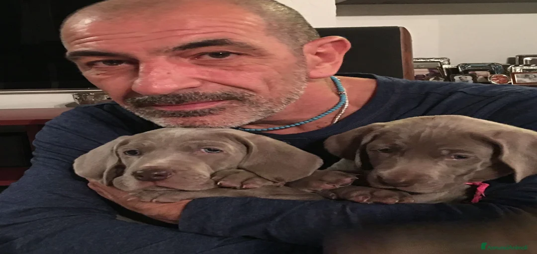 Immagine della galleria {{count}}