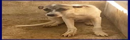 Meticcio cani in regalo: ROMA una timidina - Annuncio 5