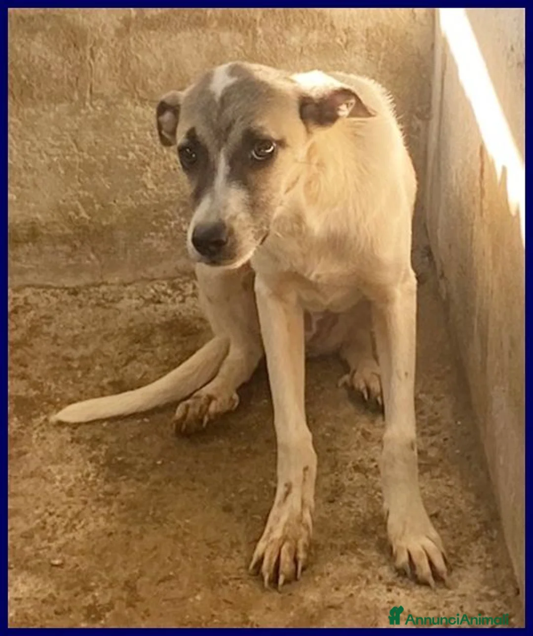Meticcio cani in regalo: ROMA una timidina - Annuncio 5