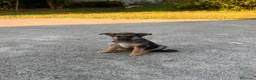 Pastore Tedesco cani in vendita: Cucciolo pastore tedesco  a Provincia di Frosinone - Annuncio 4