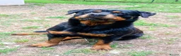 Rottweiler cani in regalo: Femmina Rotteweiler sterilizzata - Annuncio 5