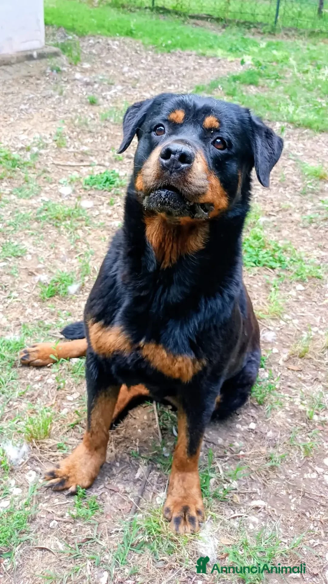 Rottweiler cani in regalo: Femmina Rotteweiler sterilizzata - Annuncio 5