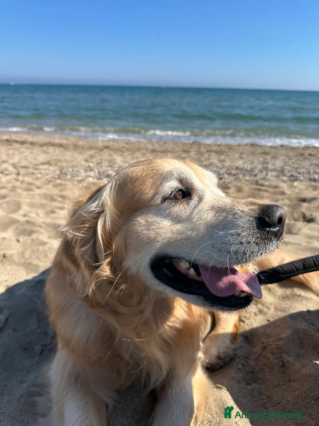 Golden Retriever cani per accoppiamento: Golden Retriever cerca compagna 🐶❤️ - Annuncio 2