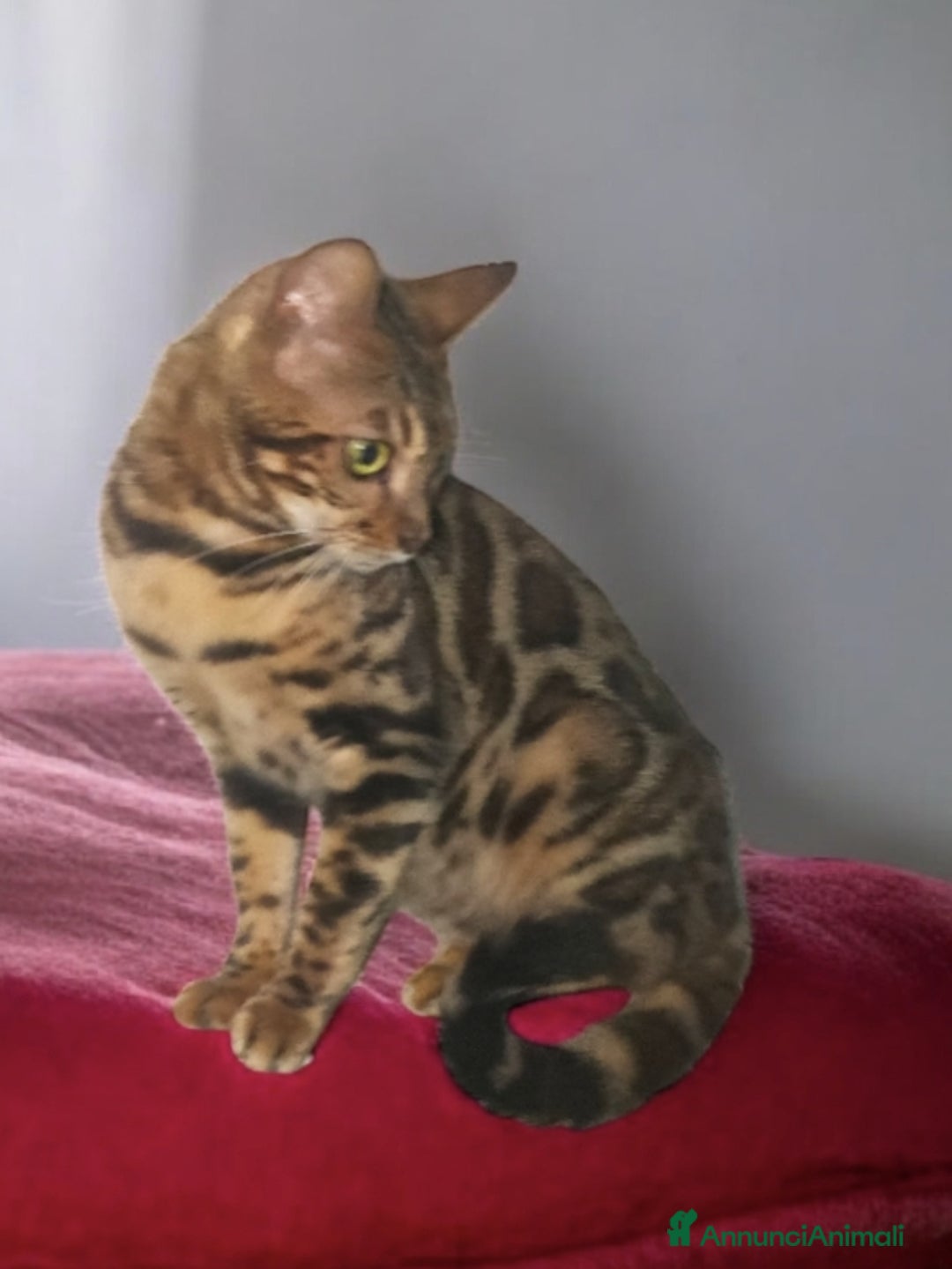 Bengala gatti in vendita: Splendida gattina Bengala  - Annuncio 3