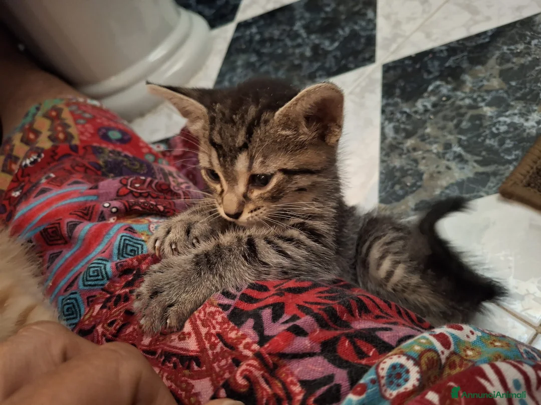 Meticcio gatti in regalo: Mammina di 8 mesi e cuccioli di 2 mesi  - Annuncio 2