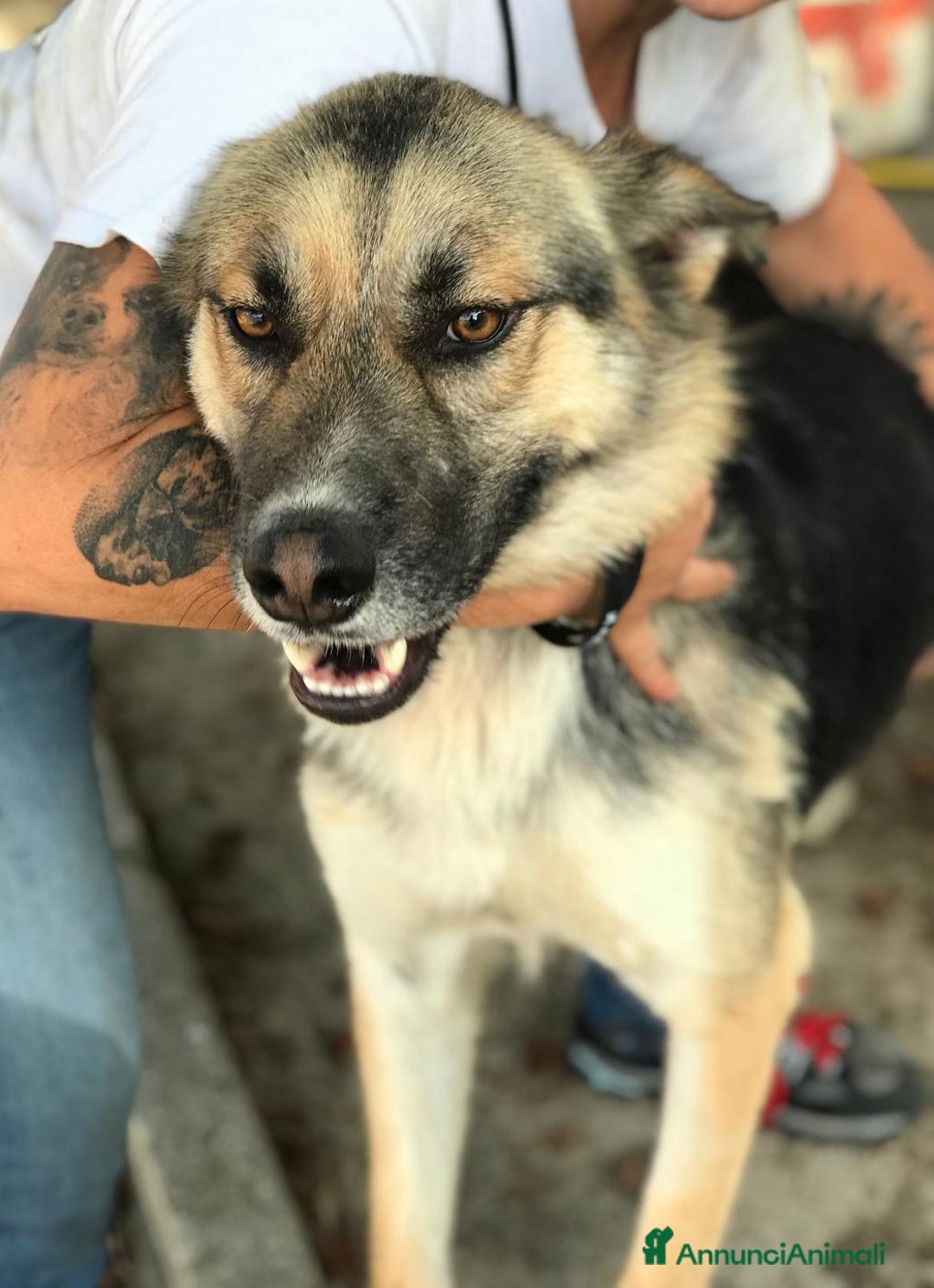 Meticcio cani in regalo: OTTO derivato pastore tedesco in adozione a Provincia di Latina - Annuncio 7