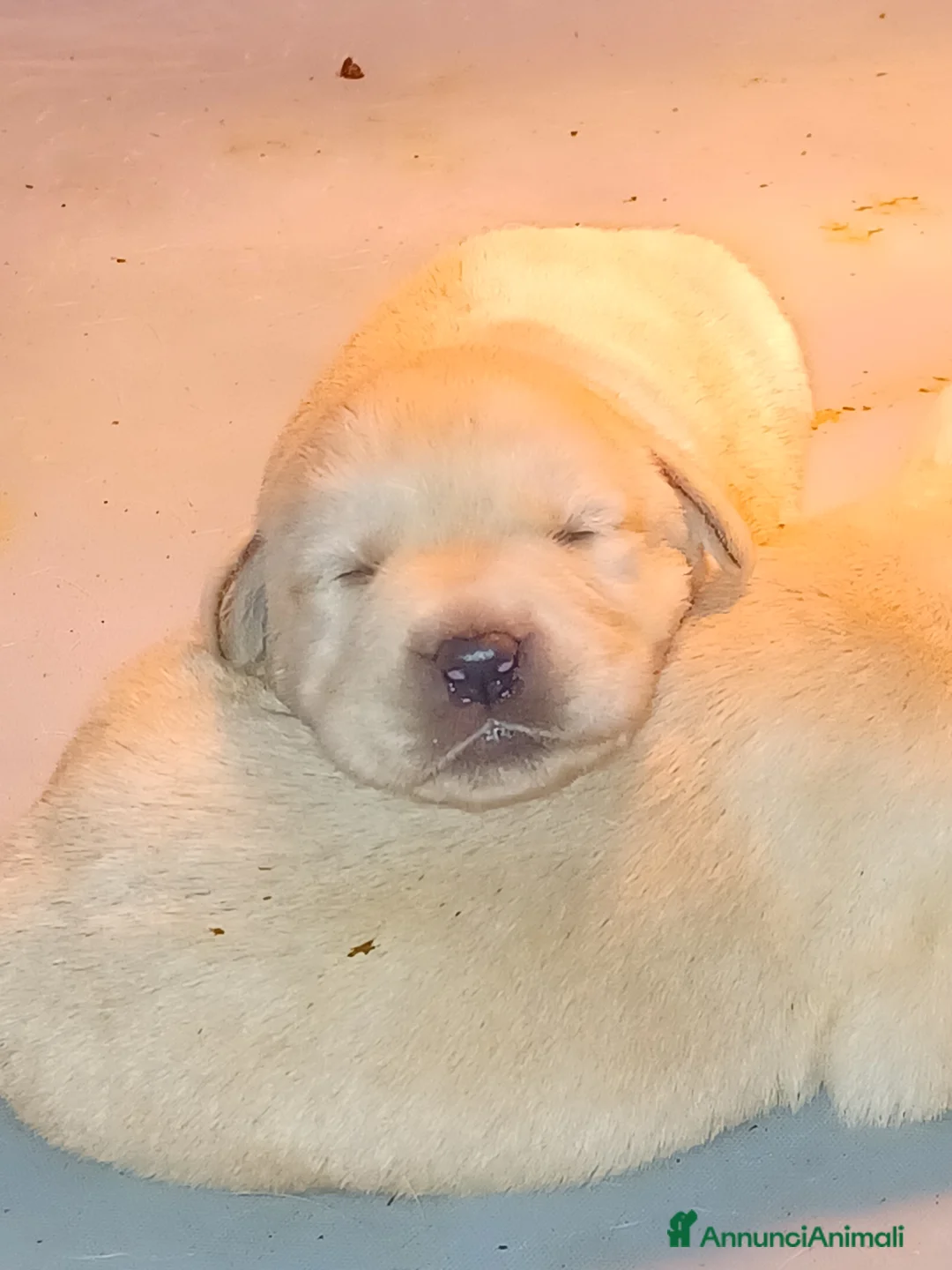 Labrador cani in vendita: Labrador miele con pedigree  - Annuncio 1