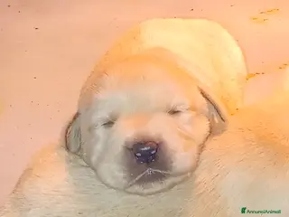 Labrador cani Labrador miele con pedigree - Annuncio 1