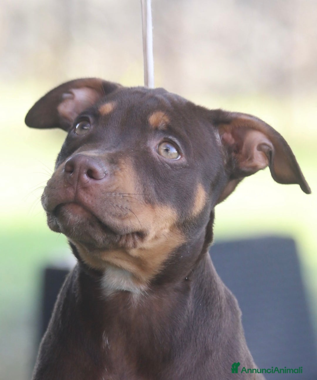 Pitbull Ukc Cuccioli in vendita AnnunciAnimali