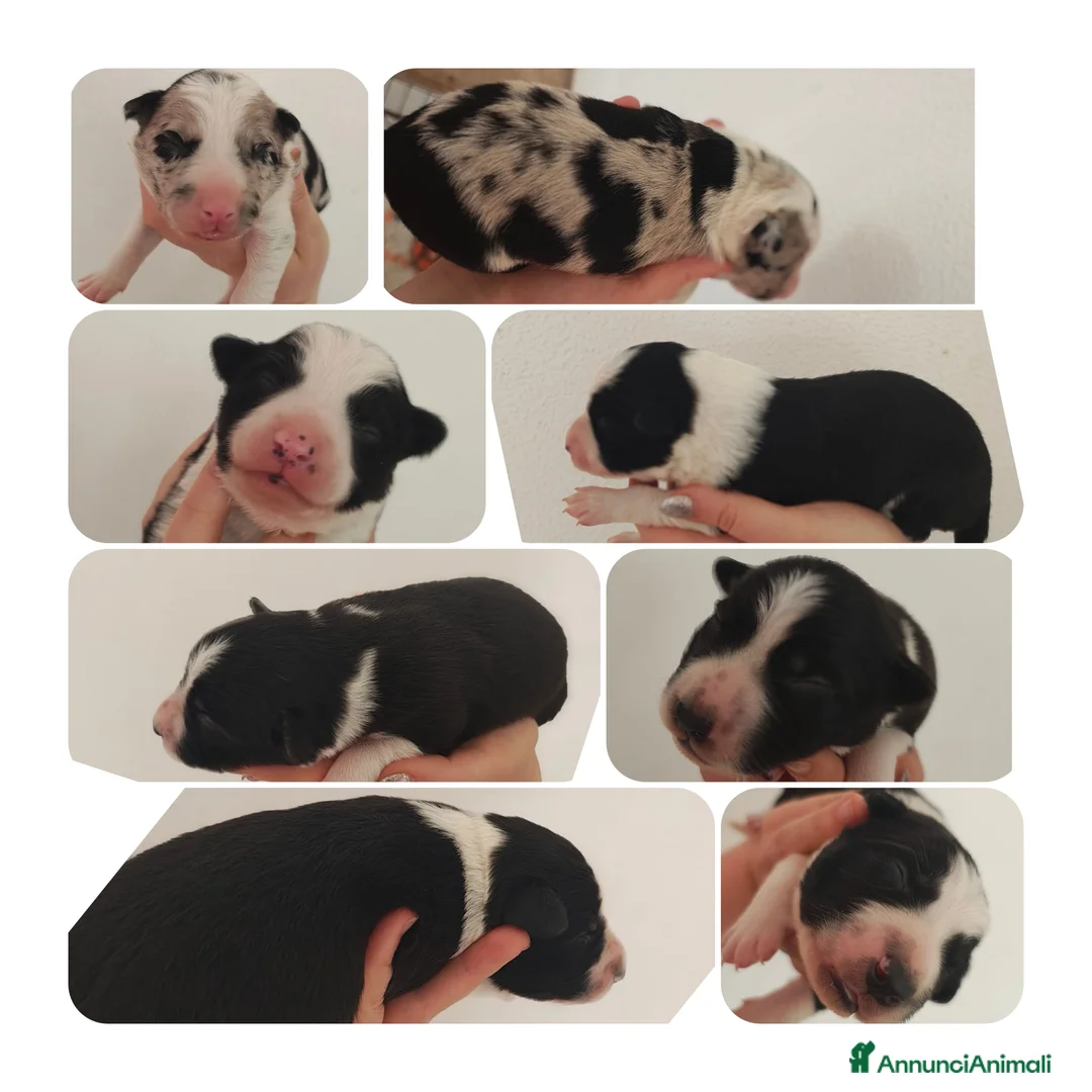 Border Collie cani in vendita: CUCCIOLI DI BORDER COLLIE ALTA GENEALOGIA - Annuncio 6