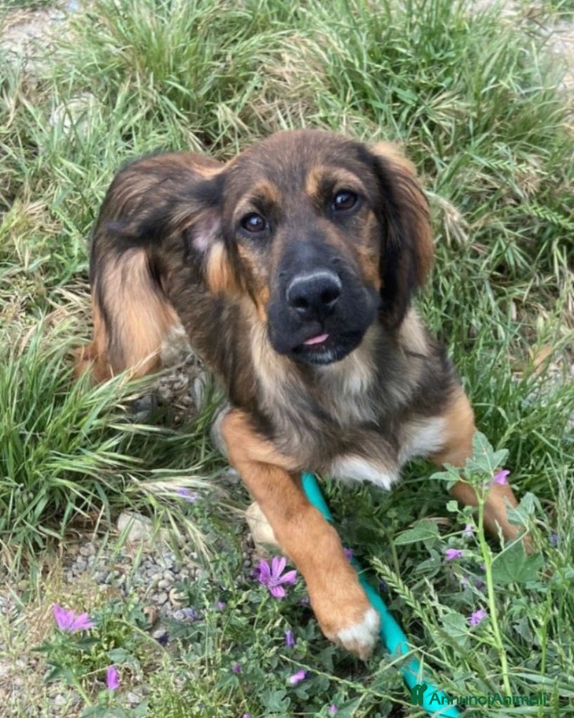 Meticcio cani Aron 2anni tg media (mamma Setter)URGE CASA CALABR - Annuncio 1
