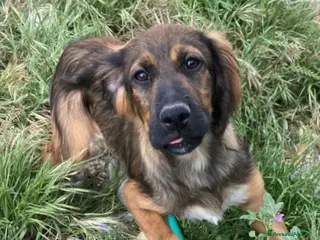 Meticcio cani Aron 2anni tg media (mamma Setter)URGE CASA CALABR - Annuncio 1