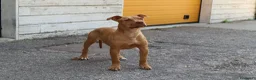 Pitbull cani in vendita: Femmina American Pit Bull Terrier  a Provincia autonoma di Trento - Annuncio 5